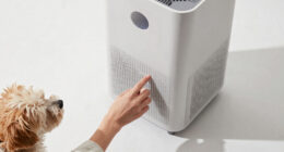9 Best Air Purifier For Pets Under $800 In 2026