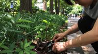Access To Urban Woodlands Linked With Lower Use Of Antidepressants