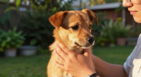 Animal Health Surges In Global Coverage
