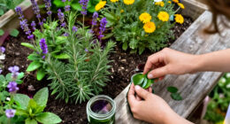 From Farm To Skin: 5 Herbs I Grow For Skincare